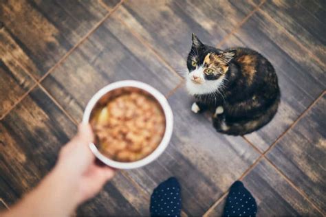 6 Delicious Homemade Cat Food Recipes (Vet Approved) (Vet Reviewed & Approved) - All About Cats