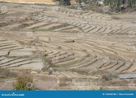 Harvested Terraced Rice Paddies on Steep Mountainside Stock Photo - Image of hill, thimphu ...