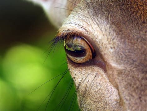 Deer Eyes [A Complete Guide to Deer Vision - How & What Deer See]