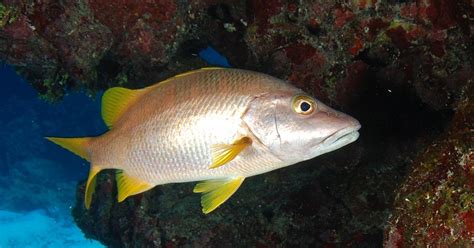 Popular Snapper Fish Species List - Red Snapper Fish, Red Snapper Fish Wholesale, Red Snapper ...