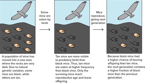 Study guide-topic 5: Evolution & Natural Selection Diagram | Quizlet