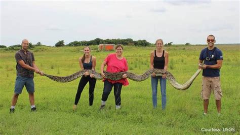 Burmese python bagged in Florida Everglades is one of largest ever captured - 6abc Philadelphia