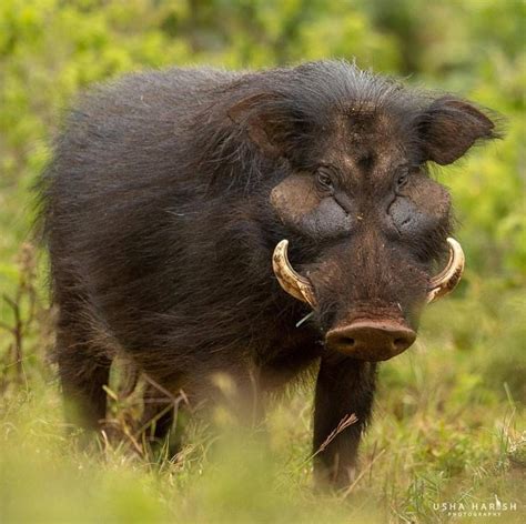 The giant forest hog -- unknown to most -- is the largest species of wild pig. Attaining weights ...