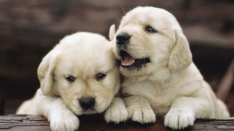 Puppy babies cute dogs wallpaper | 1920x1080 | 55972 | WallpaperUP