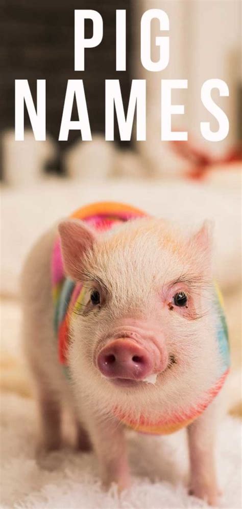 Pig Names - 300 Awesome Ideas for Perfect Pet Piggies