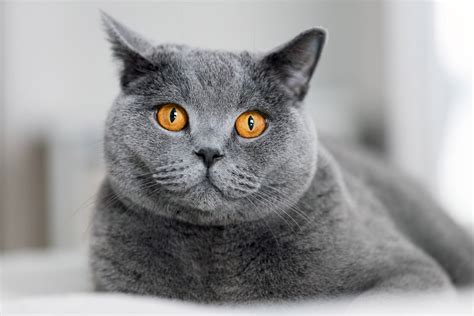 12 Most Popular British Shorthair Colors | From Cinnamon to Lilac I Discerning Cat