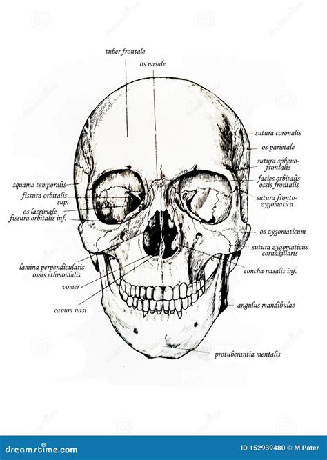 Frontal View of Skull and Skull Bones Names Stock Illustration - Illustration of bodyparts ...