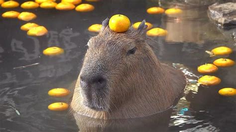 A Capybara with an Orange | Capybaras | Know Your Meme