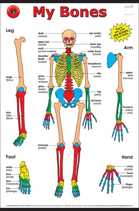 Major Bones In The Human Body / Bones of human body / It is made up of many different bones.