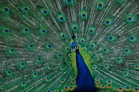 Male Peacock - Image of the Week - Bill FrymireBill Frymire