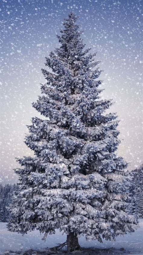 🔥 [40+] Christmas Tree Snow Wallpapers | WallpaperSafari