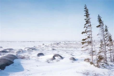 Tundra Biome: Climate, Location, Temperature, Precipitation, Plants and Animals - Conserve ...