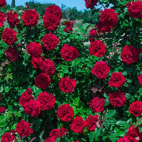 Red Climbing Roses Lady in red™ climbing rose — green acres nursery & supply - Oxilo