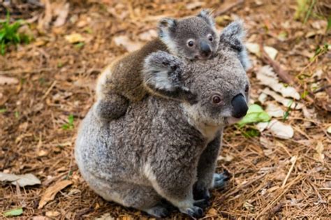 10 Animals in the Australian Outback (With Pictures) - Online Field Guide