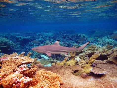 Ocean current comes to the rescue for Pacific island reefs - KAUST Discovery