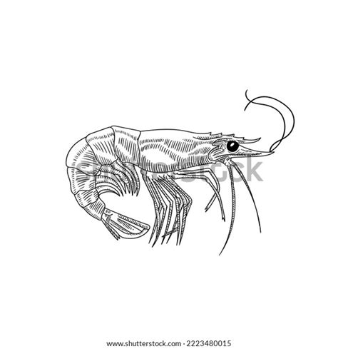 Vector Black White Illustration Shrimp On Stock Vector (Royalty Free) 2223480015 | Shutterstock