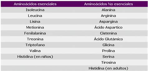 Los aminoácidos no esenciales son prescindibles para la síntesis de proteínas postejercicio si ...