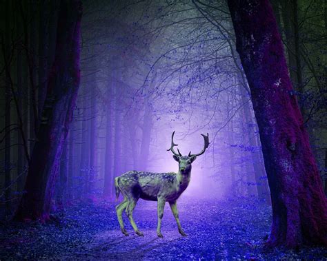 Purple Forest Wallpapers - Top Free Purple Forest Backgrounds - WallpaperAccess