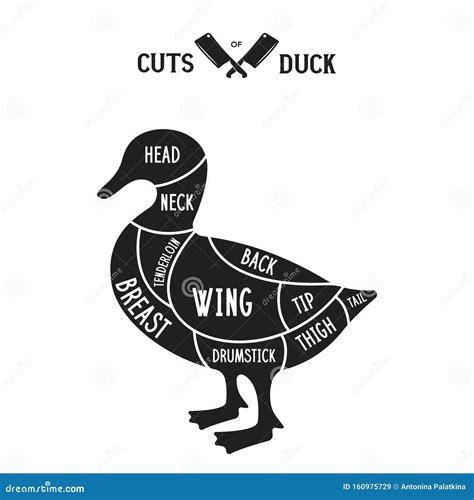 Meat Cuts - Duck. Diagrams for Butcher Shop. Scheme of Duck. Animal Silhouette Duck Stock ...