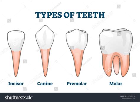 12,056 Types Teeth Images, Stock Photos, 3D objects, & Vectors | Shutterstock