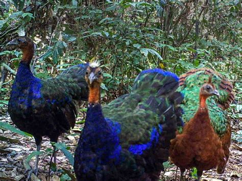 23 Birds That Look Like Peacocks - Sonoma Birding