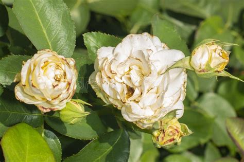 Sick Rose Bush, Damaged by Various Diseases and Pests Stock Photo - Image of mildew, disease ...