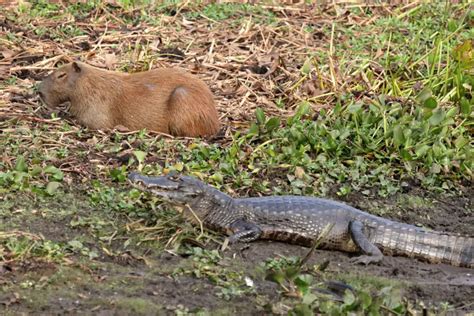 Why Do Crocodiles Like Capybaras