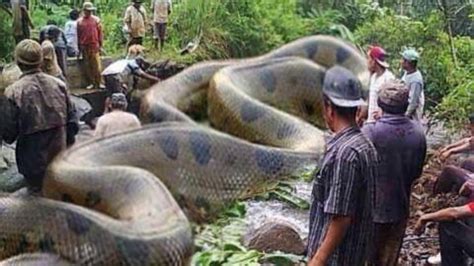 Anaconda Snake Video Hindi - Anaconda Gallery