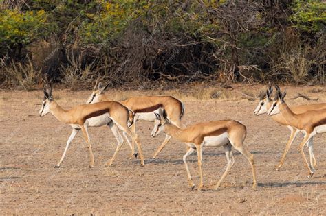 Premium Photo | Springbok herd