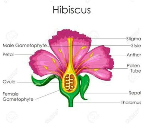 Name of parts of hibiscus flower with diagram and lebelled - Brainly.in