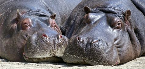 Hippo Vs. Elephant - Animals Around The Globe