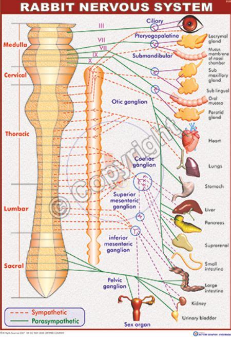 Victory Graphik | Z-33 Rabbit Nervous System