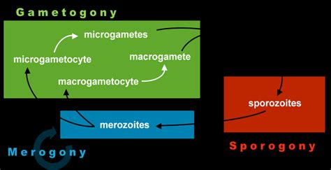 4 – General apicomplexan life cycle. Diagram by Beatriz Tomé. | Download Scientific Diagram