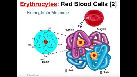 Chemical Makeup Of Red Blood Cells - Mugeek Vidalondon