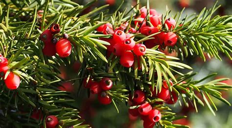 Is The Yew Suitable As A High Hedge? - Gardeninguru