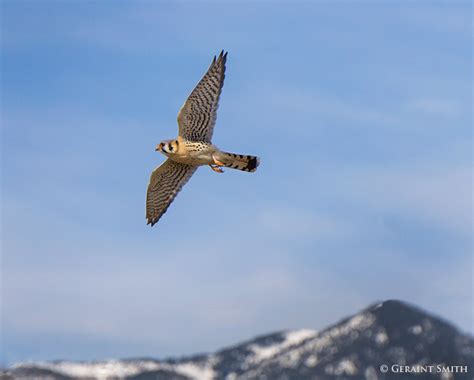 American Kestrel In Flight | Geraint Smith Photography