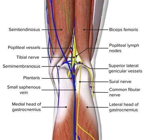 Popliteal Fossa: Anatomy | Concise Medical Knowledge