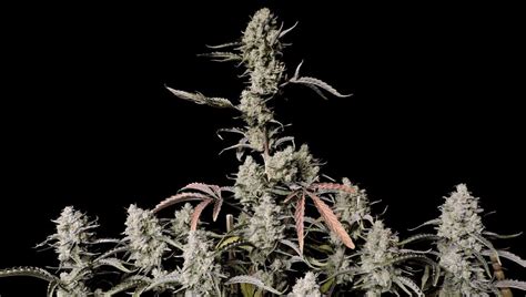 The 5 Strongest Autoflower Strains | Fast Buds