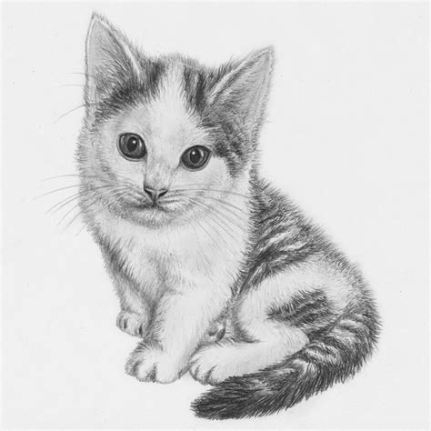 Cute Kitten Sketch at PaintingValley.com | Explore collection of Cute Kitten Sketch