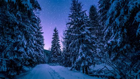 Winter Snowy Pine Trees Forest 4K Wallpaper