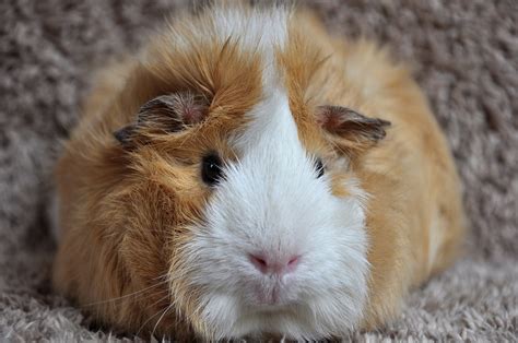 How To Tell If A Guinea Pig Is Pregnant | 10 Definitive Signs