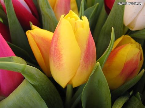 Pink And Yellow Tulips | Wallpapers Gallery