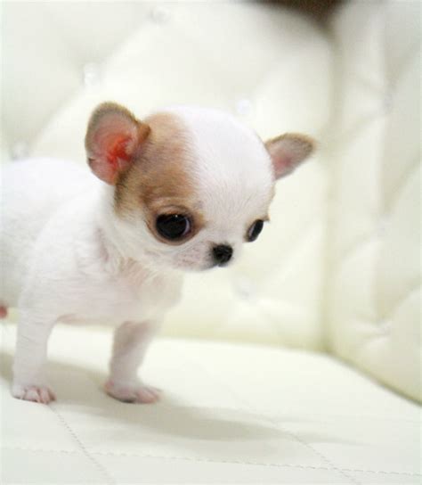 The Truth About The Teacup Chihuahua - Animalso