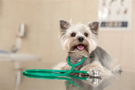 Liver Shunt In Dogs: Causes, Symptoms And Treatment | Kingsdale Animal Hospital