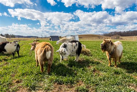 Livestock Management - Rodale Institute