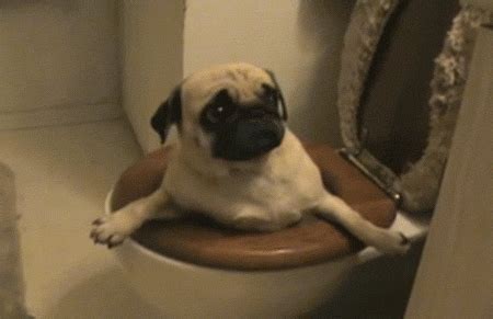 Pugs Pug Appreciation GIF - Find & Share on GIPHY