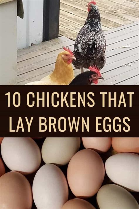 10 Best Brown Egg Laying Chicken Breeds