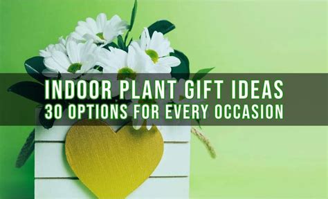 Indoor Plant Gift Ideas: 30 Great Options | Indoor Gardening