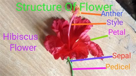 Hibiscus Flower Male And Female Parts / Hibiscus Flower Reproductive Organs Stock Image B780 ...