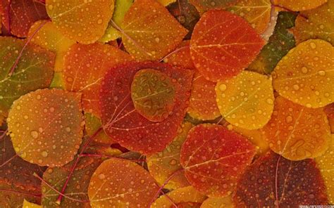 Fall Wallpaper | High Definition Wallpapers, High Definition Backgrounds